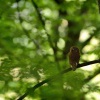 Kulisek nejmensi - Glaucidium passerinum - Eurasian Pygmy-Owl 3082